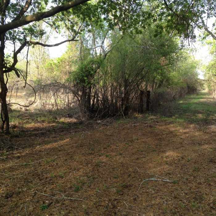 Near Hermann Hospital Trail