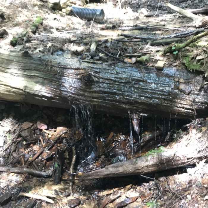 Near Longfellow Trail