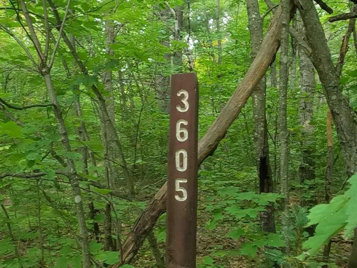 Emma - FS 3605 trail photo