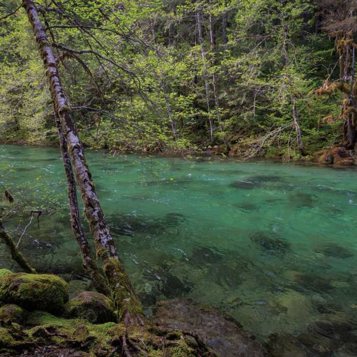Near Little North Santiam River Trail Near Little North Santiam River Trail
