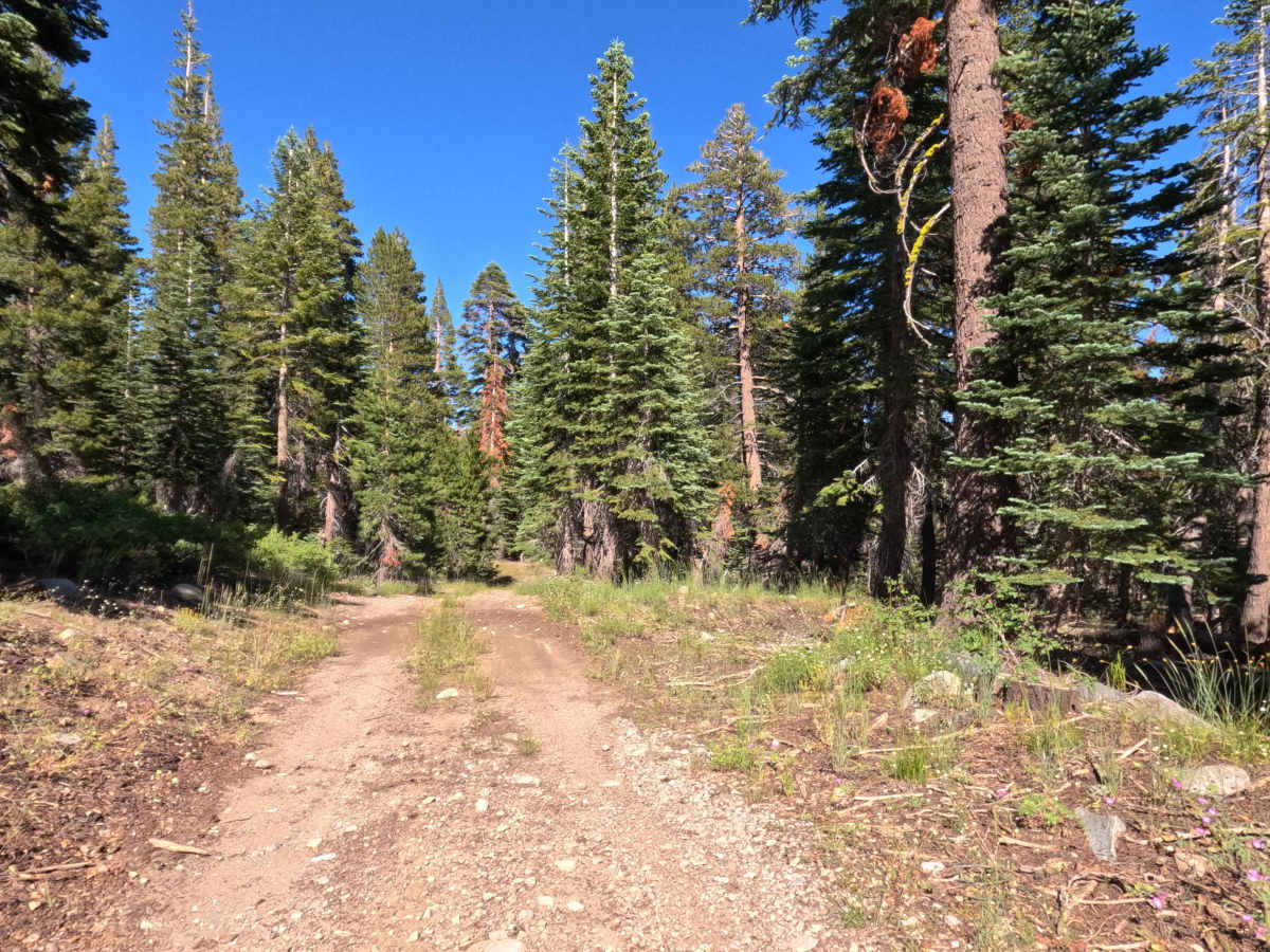 Forestdale Loop Road - FS 31013A photo 6