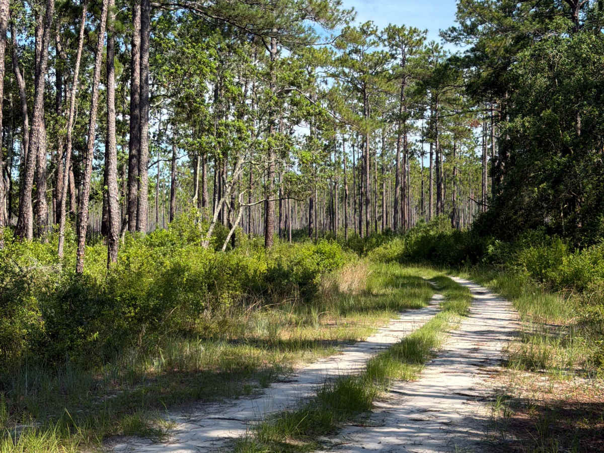 McIntyre - FS 345 trail photo