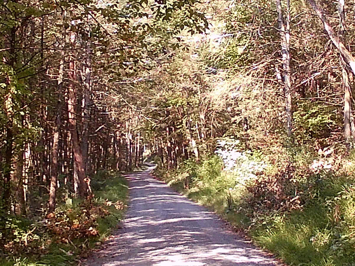 Timber Road photo 5