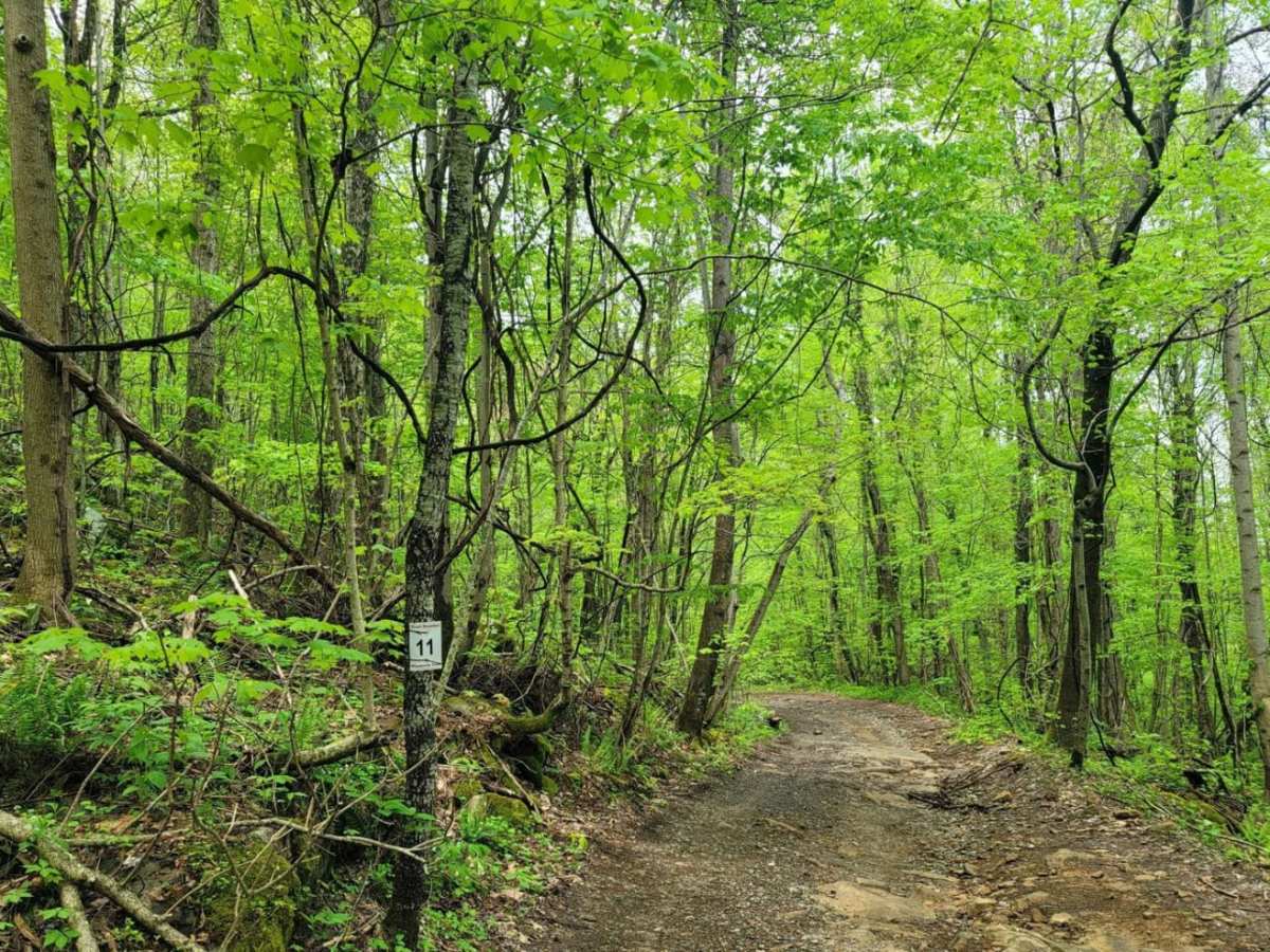 11- Pilot Mountain photo 3