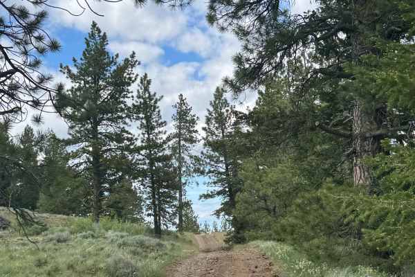 Lookout Road