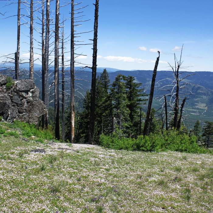 Near Grizzly Peak Loop Trail