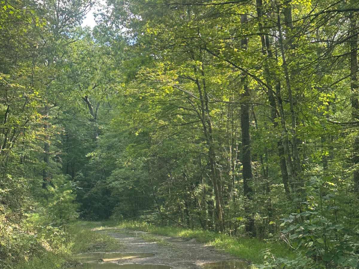 Gilliam Run West photo 4
