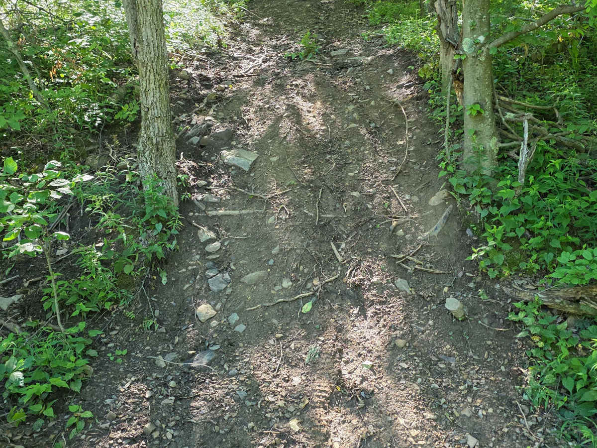 Single Track V trail photo