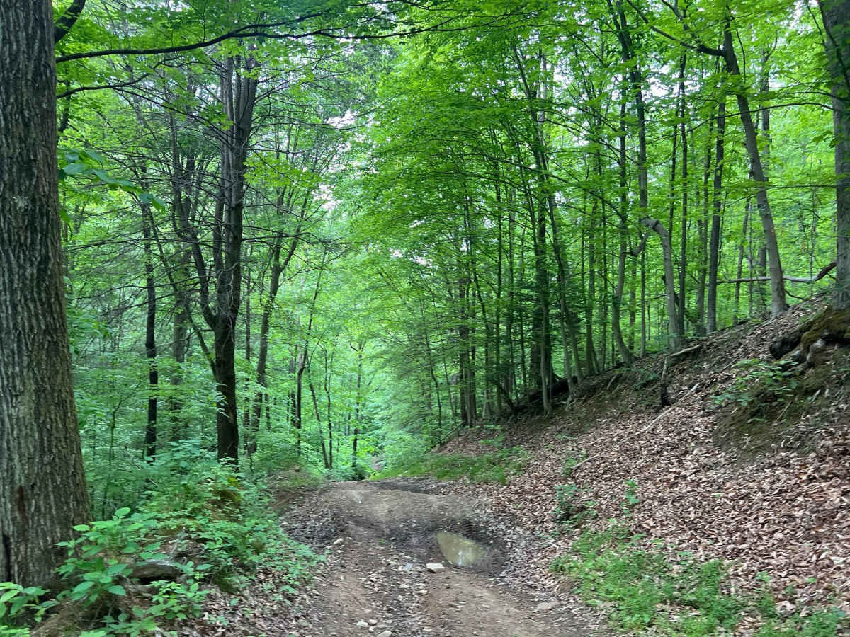 Counterfeit Branch Trail - Q64 photo 4