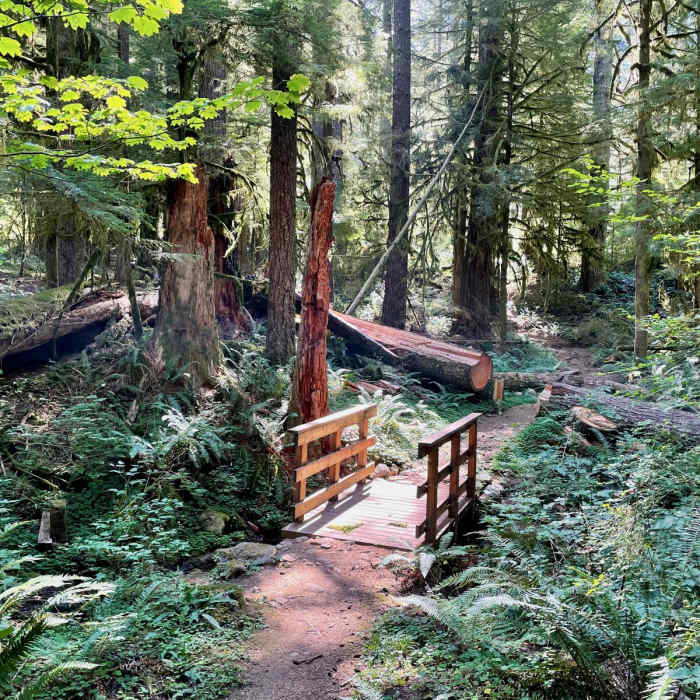 Near Silver Falls Full Perimeter Loop