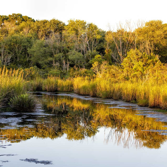Near Currituck Banks Maritime Forest Trail & Boardwalk