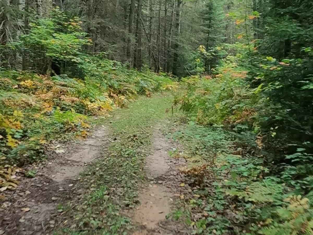 Strickler Truck Road - Timber Loop trail photo