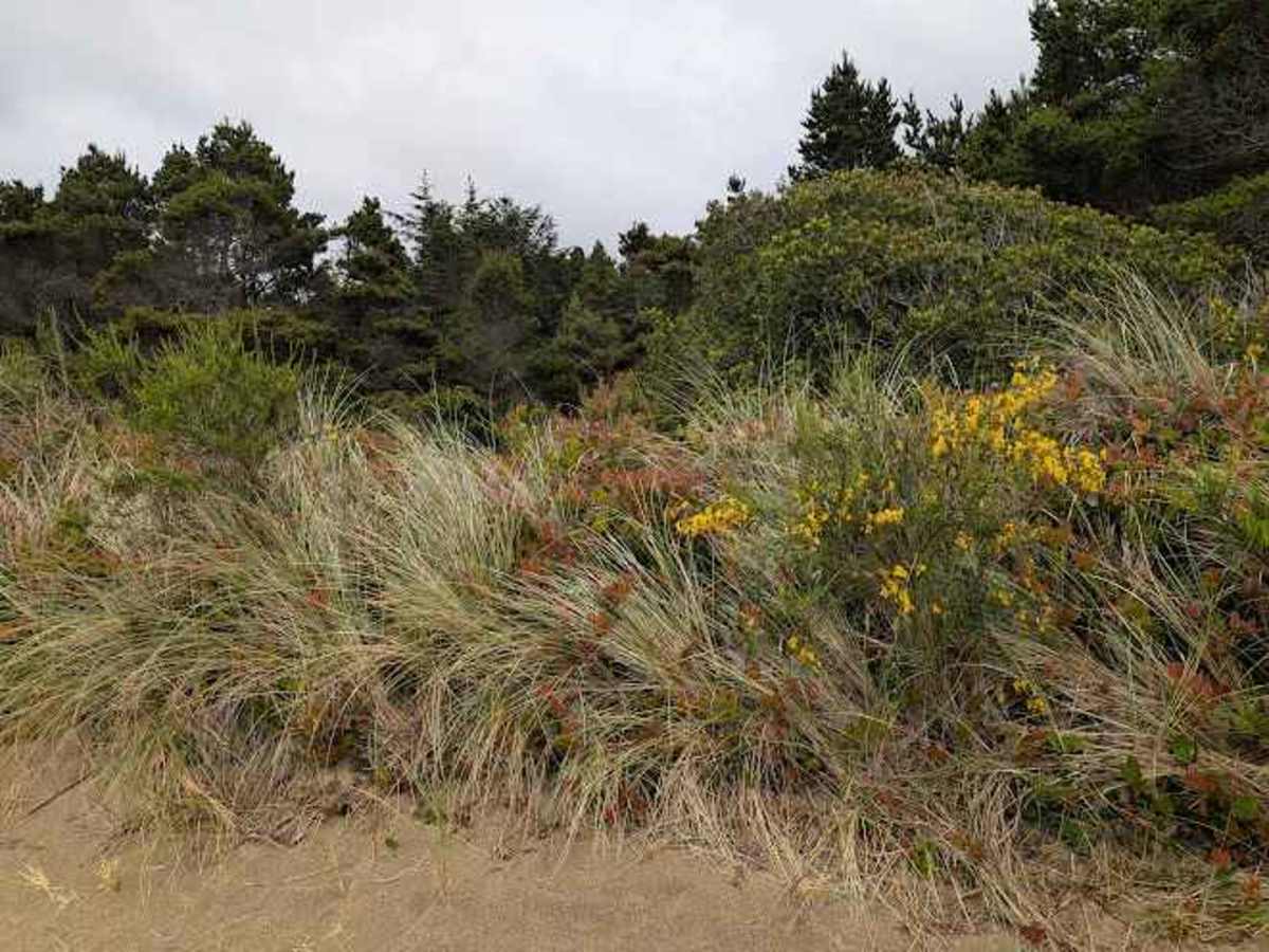 South Jetty Sand Road photo 5