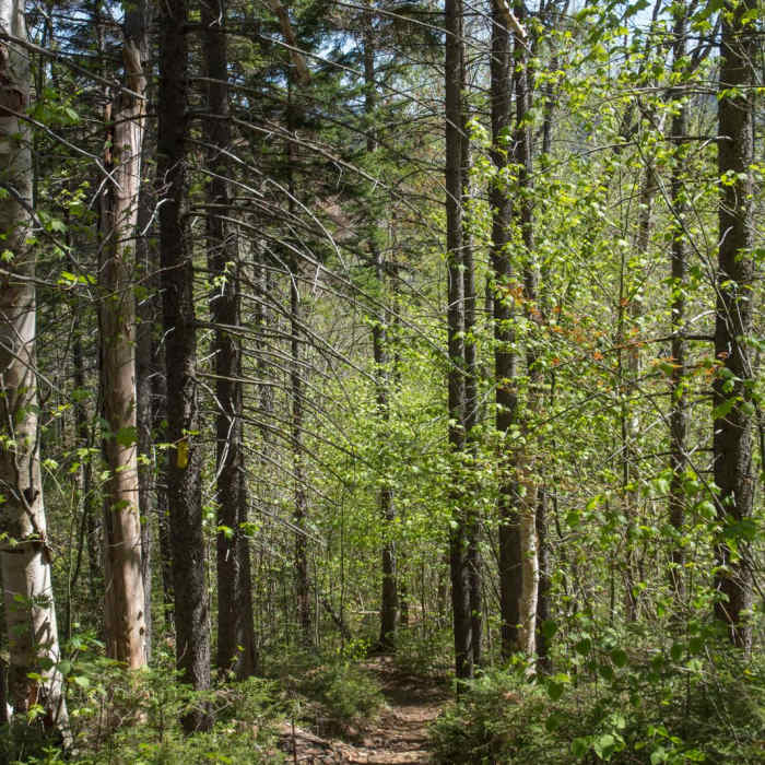 Near Mount Hale via Hale Brook Trail Near Mount Hale via Hale Brook Trail