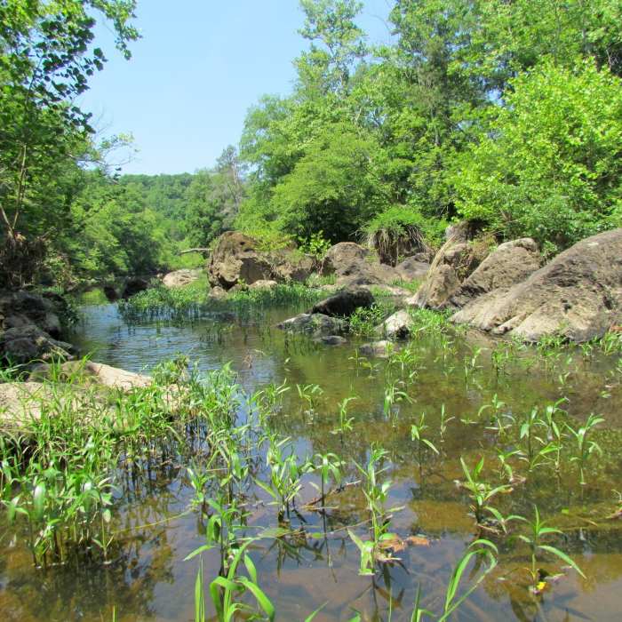 White Pines TLC Pittsboro, NC. Near White Pines Loop