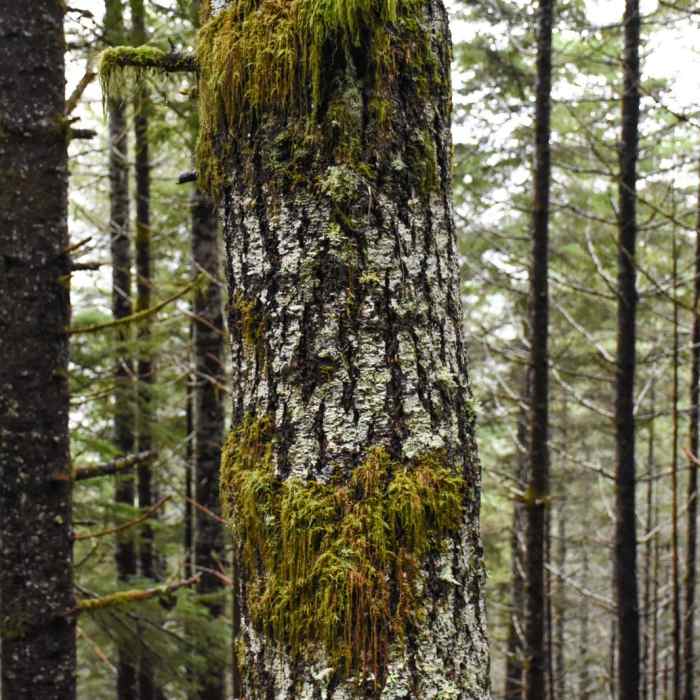 Near Horse Creek South Trail Hike