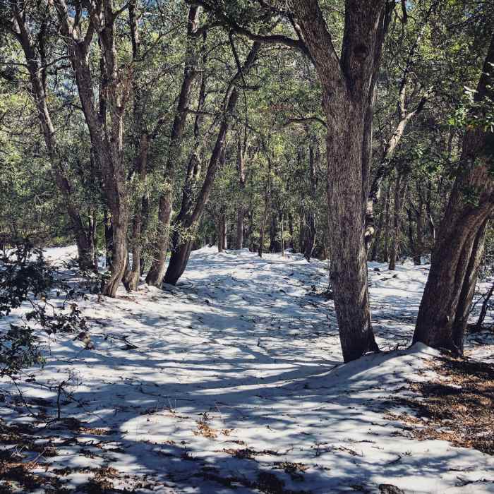 Near Sturtevant Trail #11W16