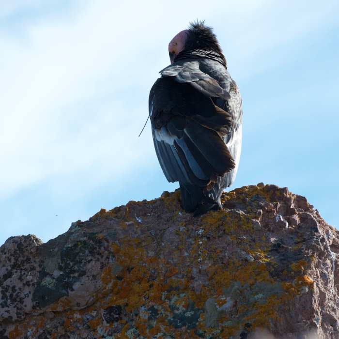 California Condor hanging out on the high peaks trail. Near Balconies and High Peaks Loop