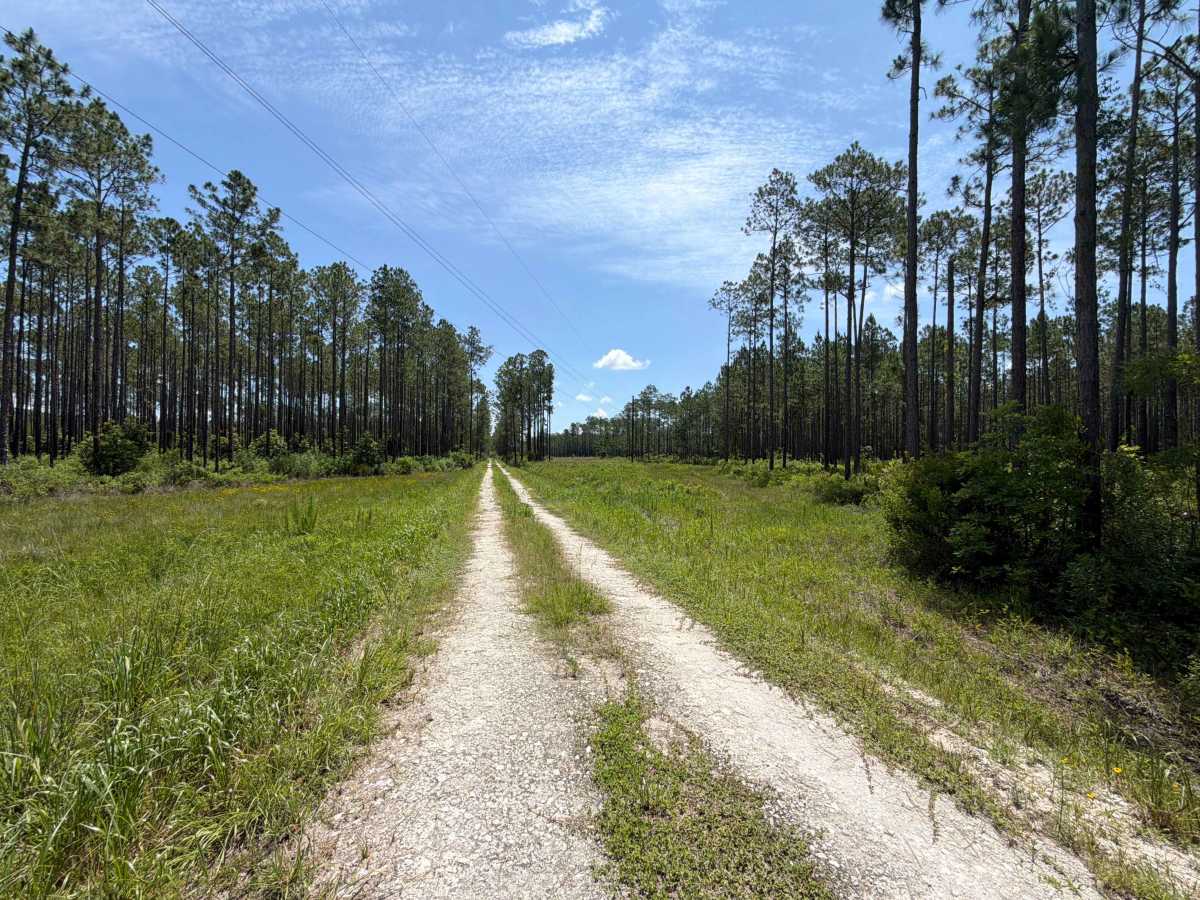 Fawn Road photo 6