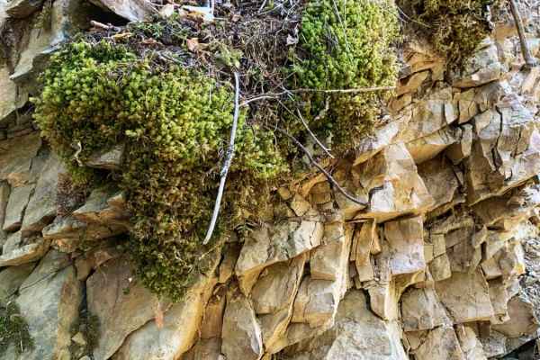 Moose Creek/Old Mine