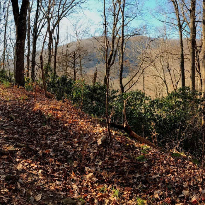 Near Shope Creek Road