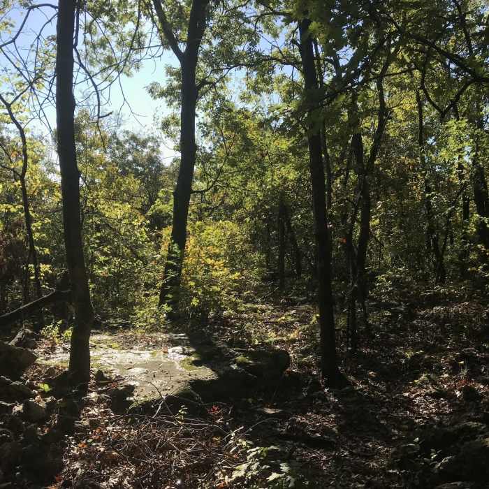 Forest Near Redbud Valley Main Trail