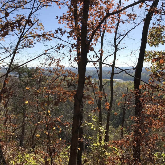 Fall leaves looking toward the river. Near Lewis Trail