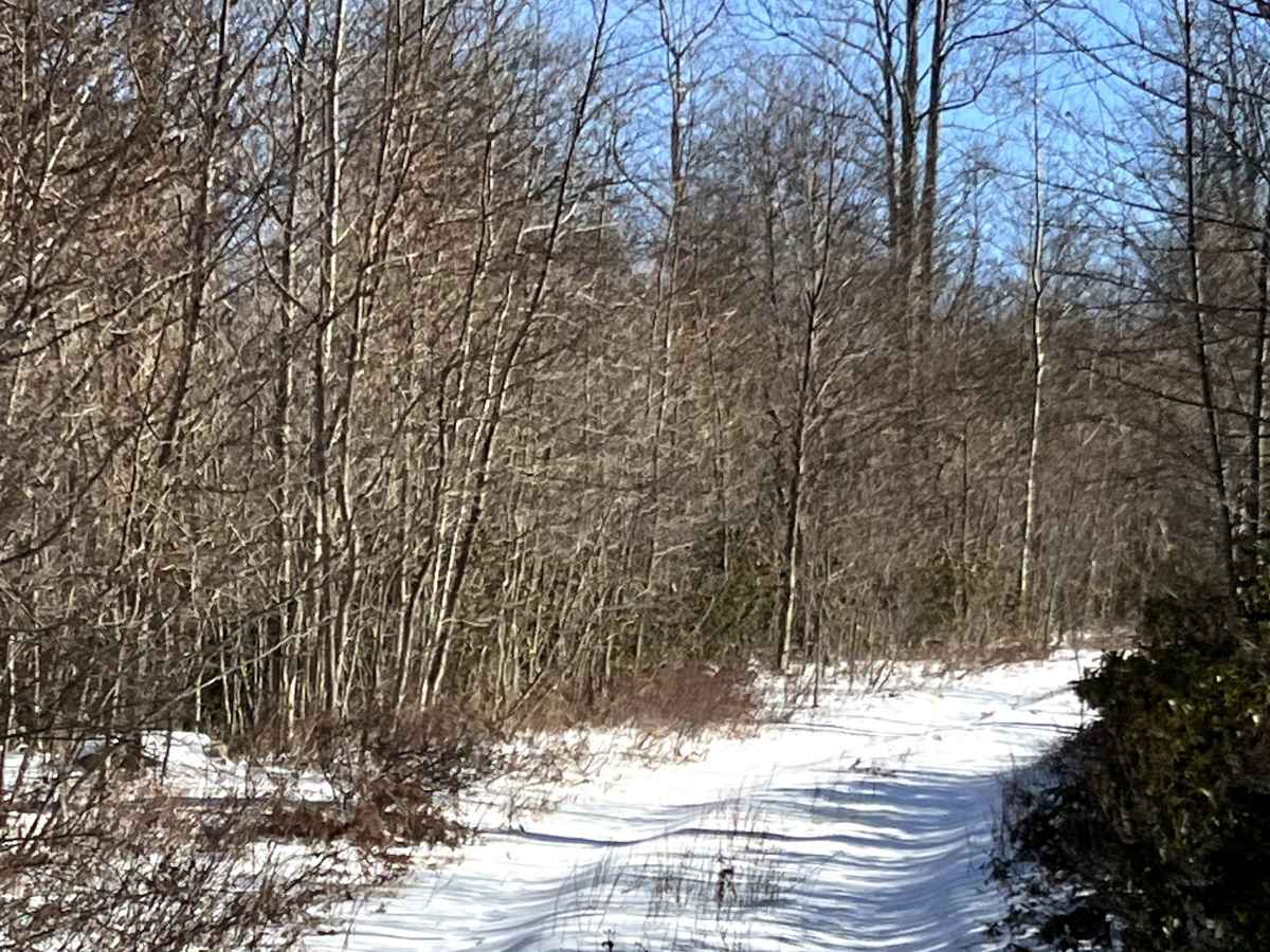 Steele Top Trail photo 5