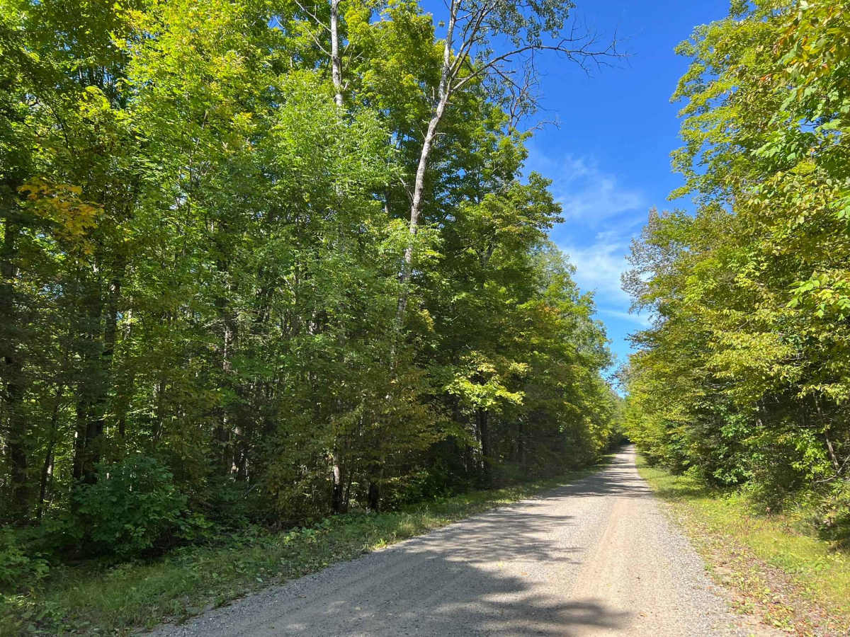 Goose Creek Road - FS 2367 photo 6