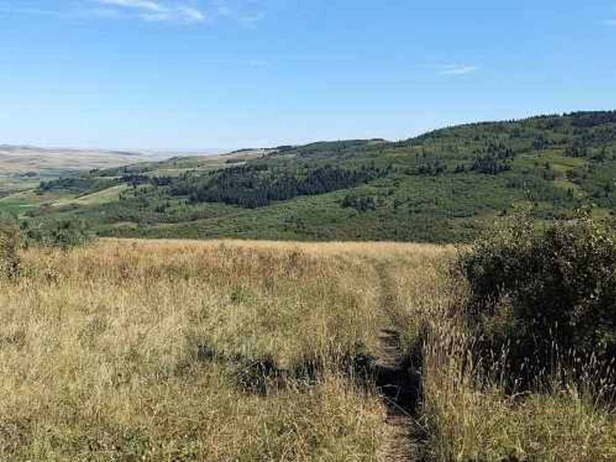 Porcupine Hills Trail 44  photo 4