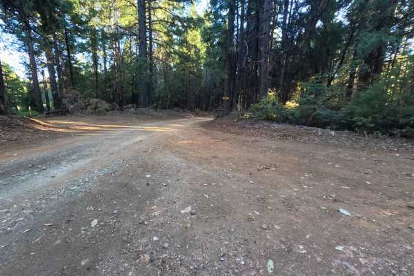 Weed Point - FS 20N14