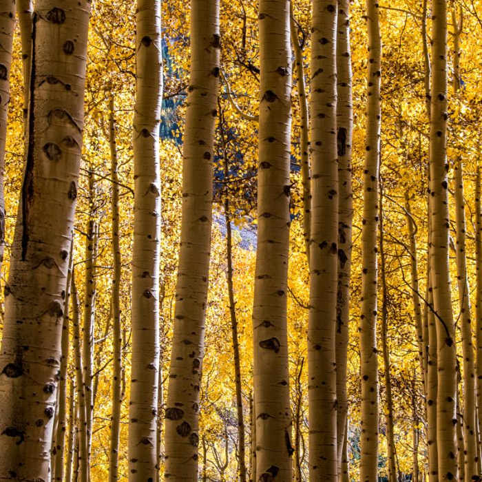Near Crater Lake + Maroon Lake Hike via the Maroon-Snowmass Trail