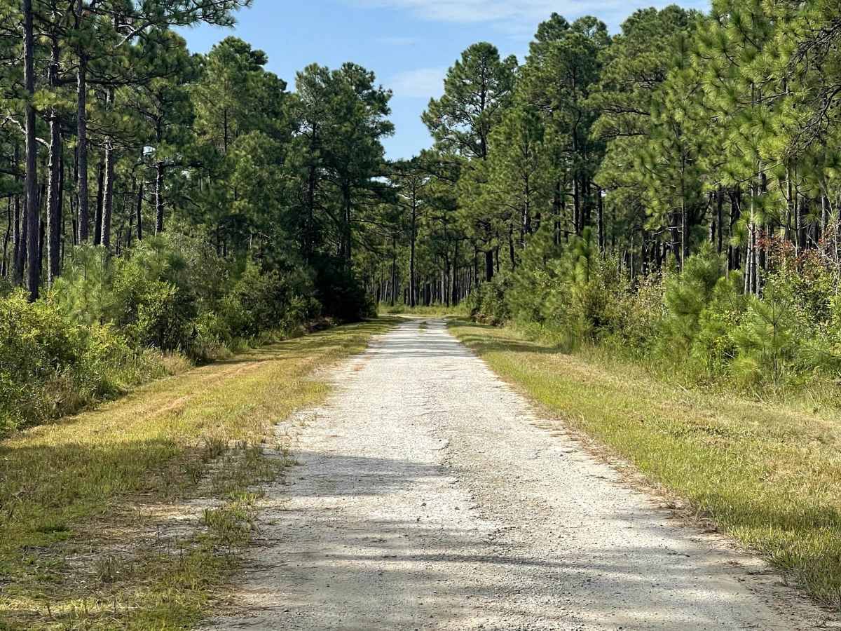 Trumpster Road photo 3