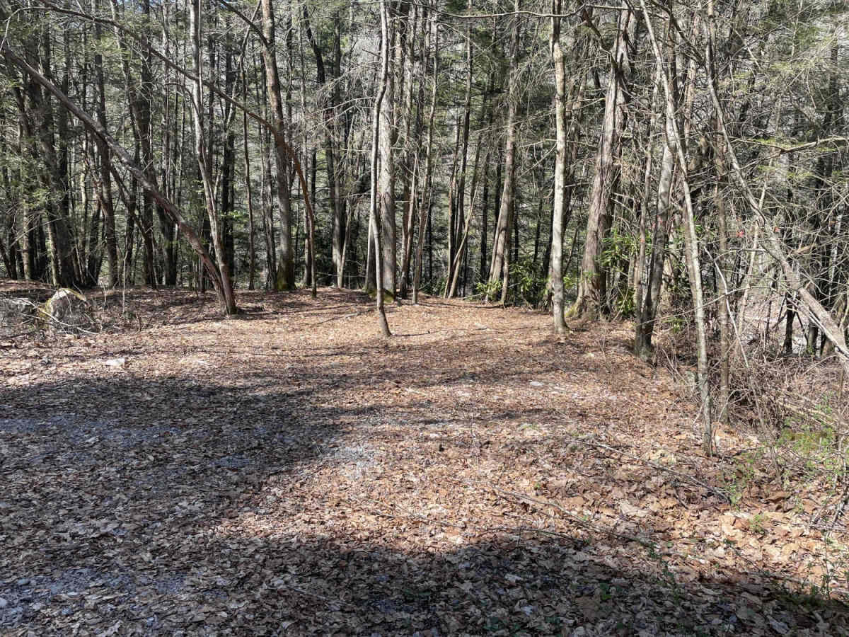 Meadow & Gauley Rivers Access Trail photo 3