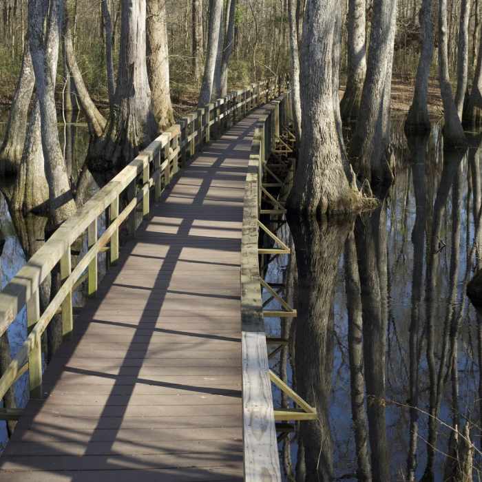 The boardwalk crossing the Cypress Swamp is great place to enjoy the view and look for wildlife. Near Cypress Swamp Nature Trail