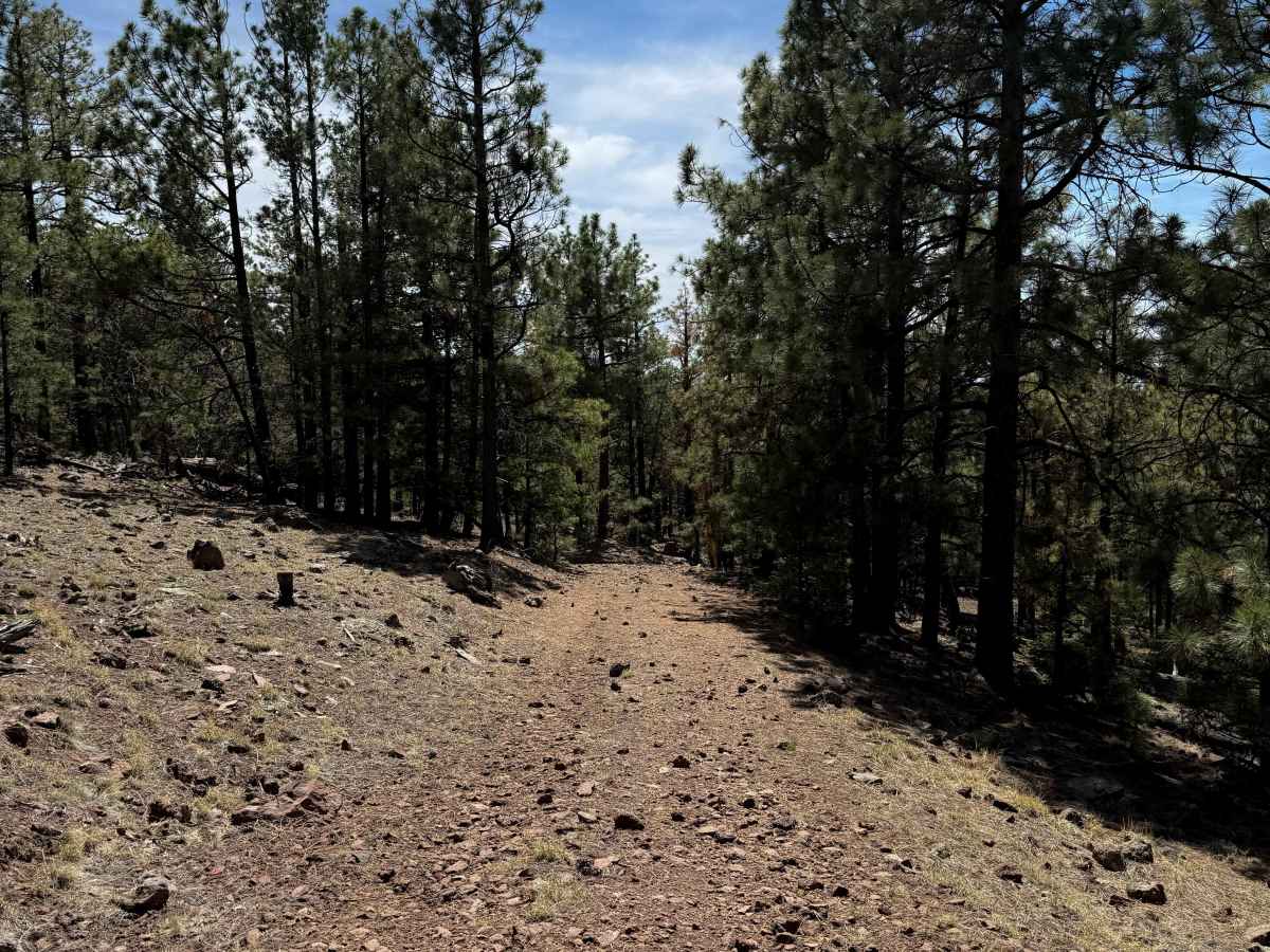 Gallo Peak Trail #6  photo 2