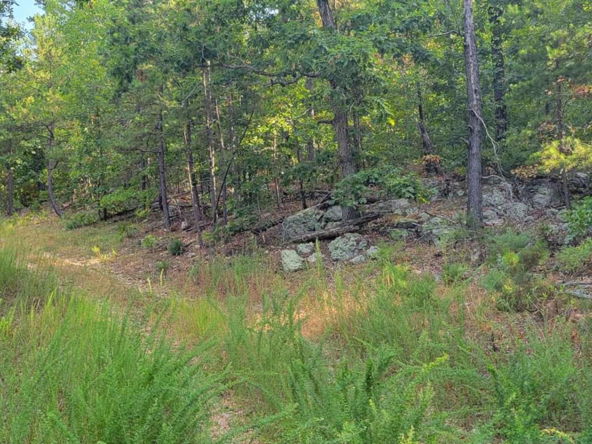 Overgrowth Spur trail photo
