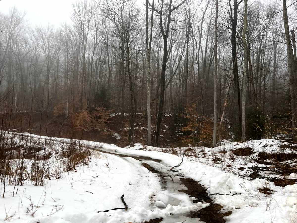 Deer Lick Trail photo 5