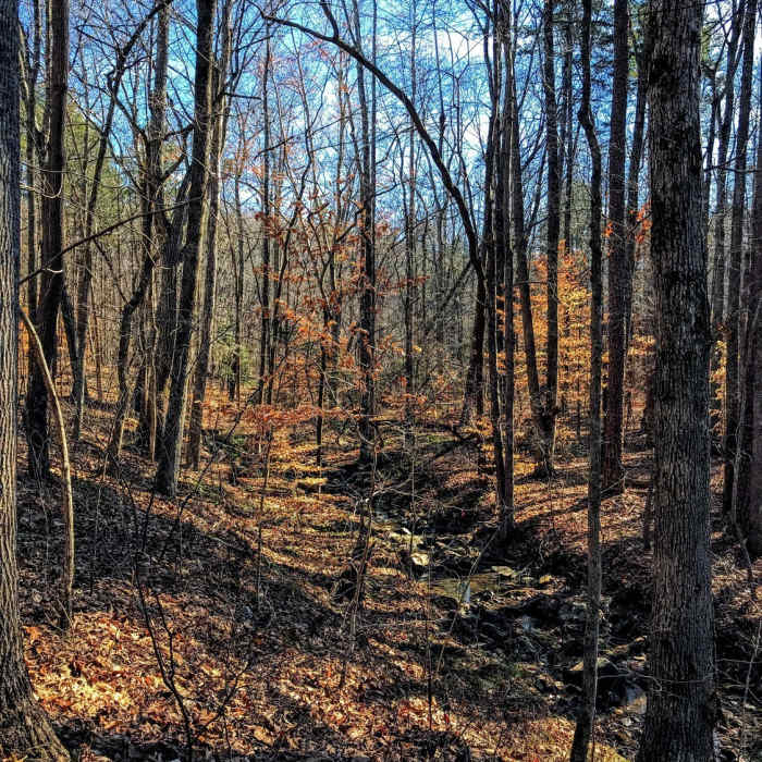 Near Birkhead Mountain Trail