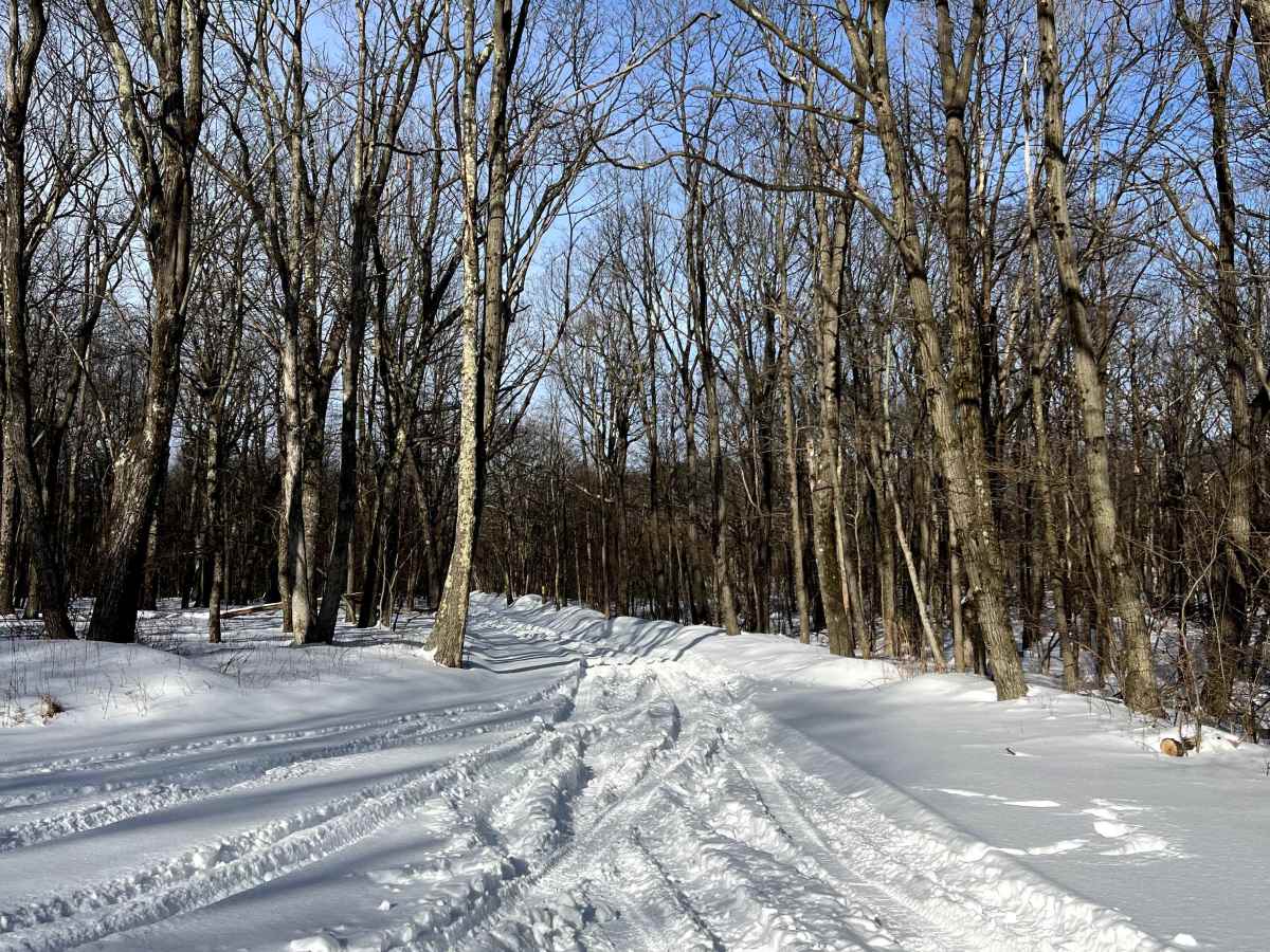 Ponderosa Drive trail photo