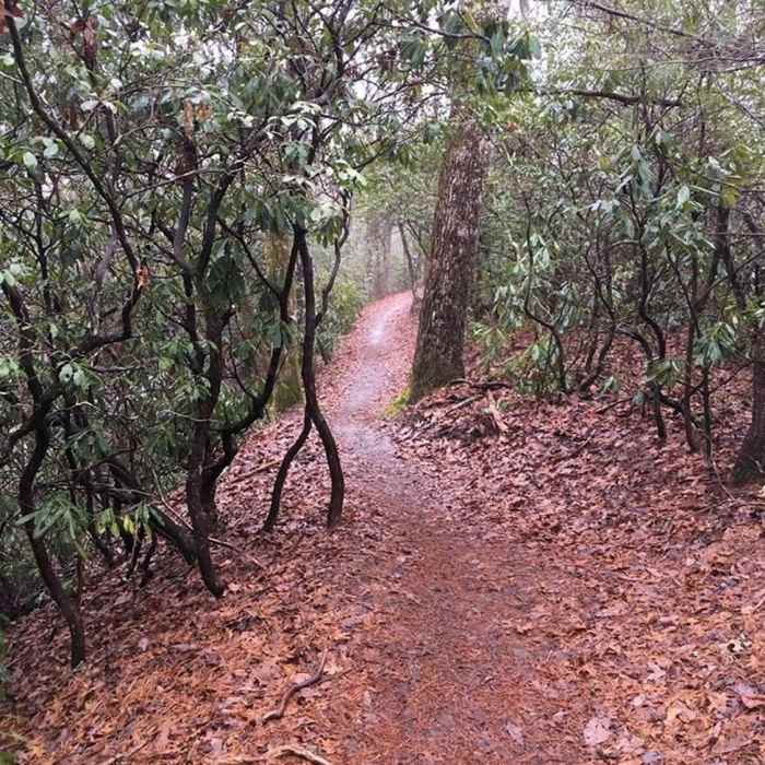 Singletrack Near Bracken Preserve Loop