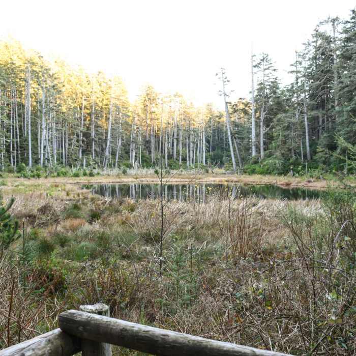 Near Heceta Head Trail