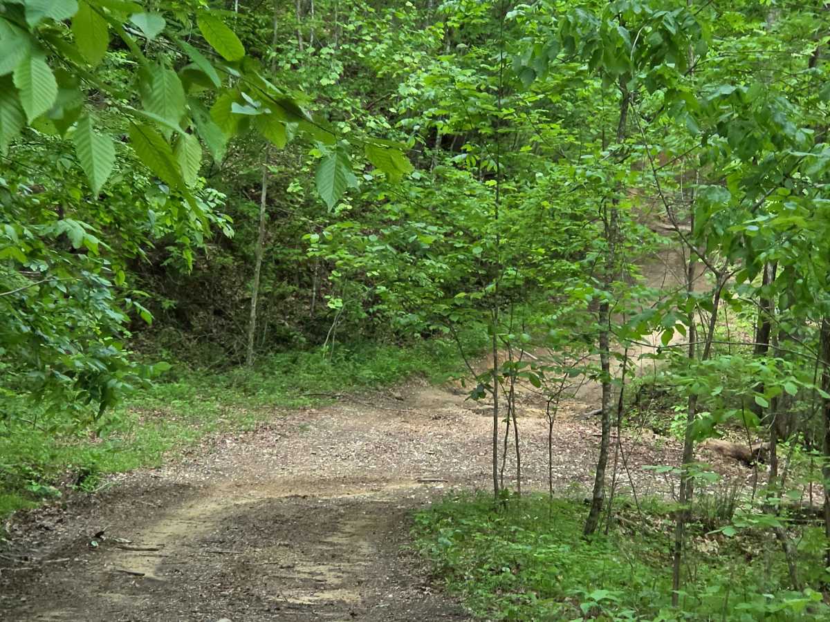 Coops Run trail photo