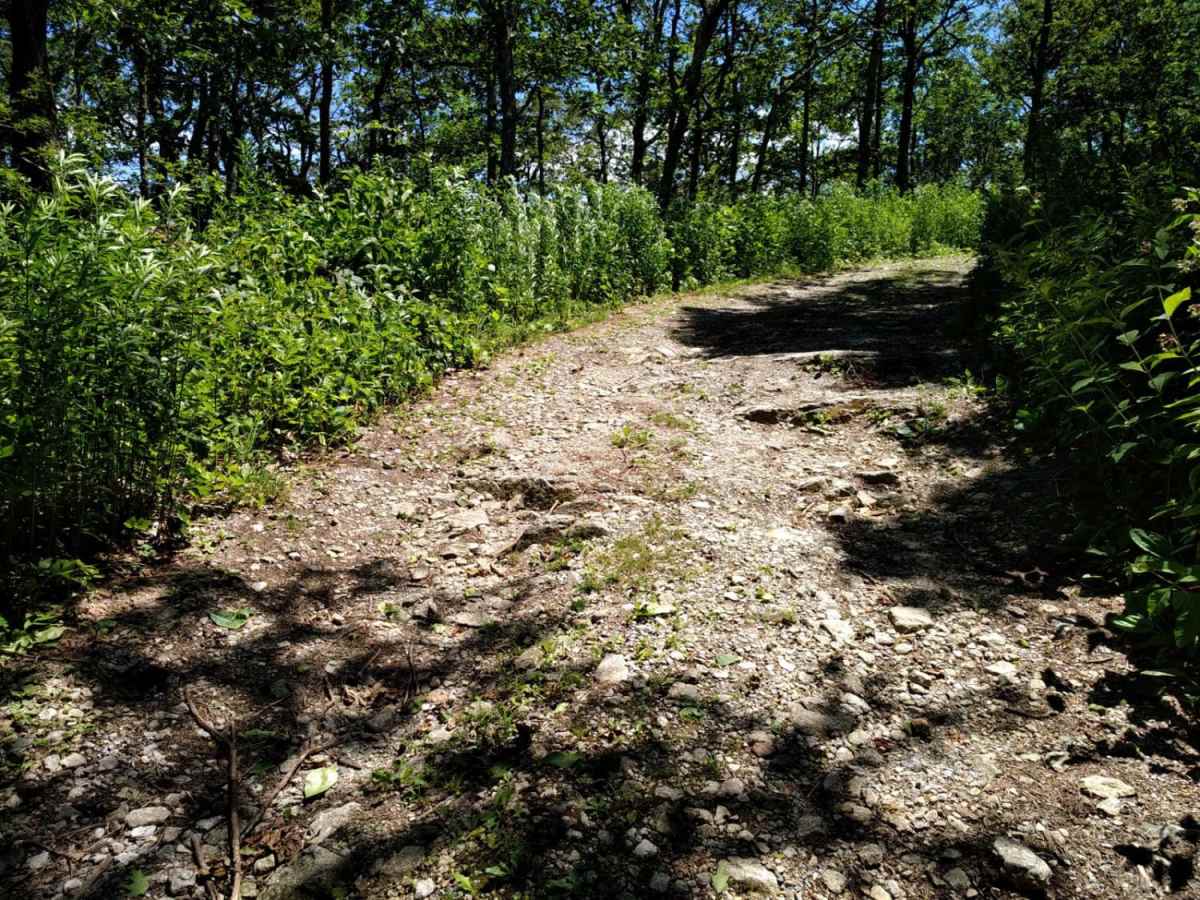 FR1176 photo 5