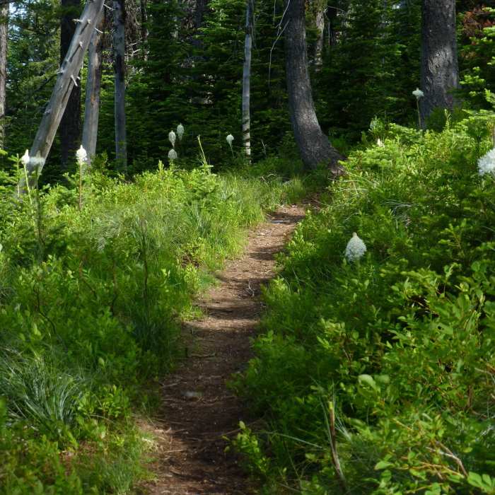 Near Chilco Mountain Trail #14