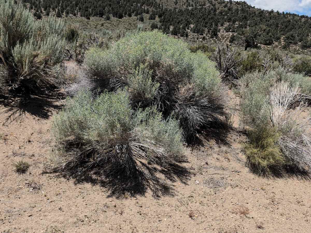 Deer Springs Road photo 3