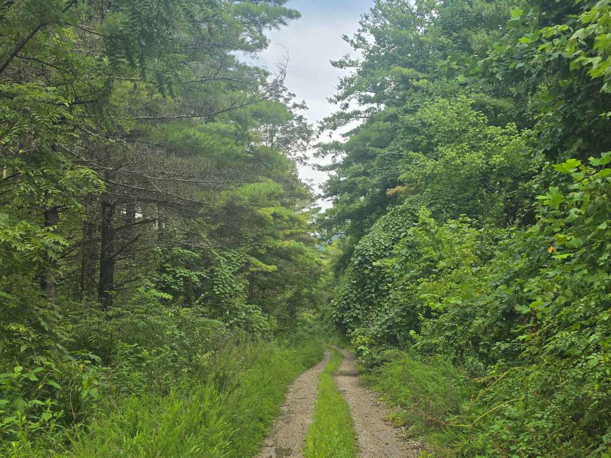 Massingale Mountain Road photo 4