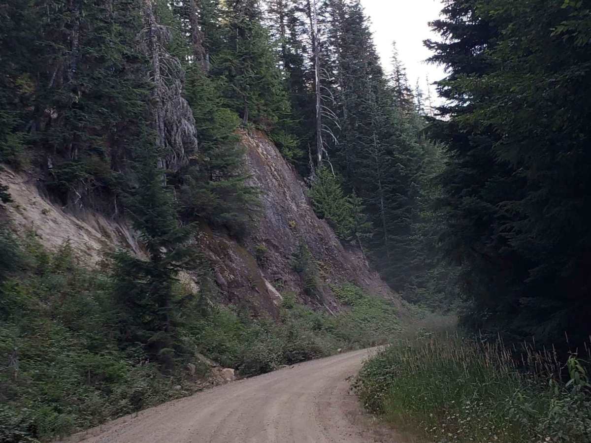 Wooded Forked Path photo 4