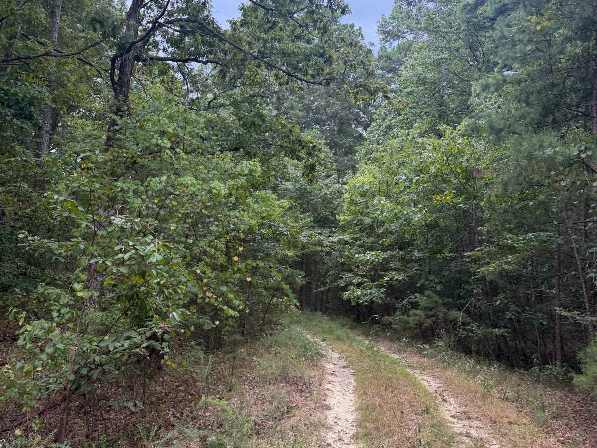 Maumelle photo 3