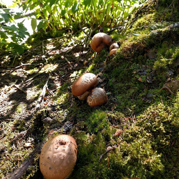 Near Onahu Creek Trail